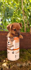 Cagnolino cucciolo cane piccola taglia meticcio