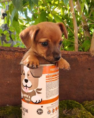 Cagnolino cucciolo cane piccola taglia meticcio