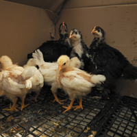 Pulcini Marans, Livornese bianca e ovaiola rossa