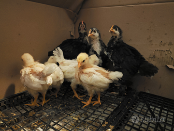 Pulcini Marans, Livornese bianca e ovaiola rossa