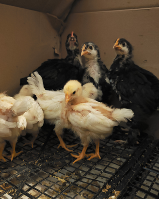 Pulcini Marans, Livornese bianca e ovaiola rossa