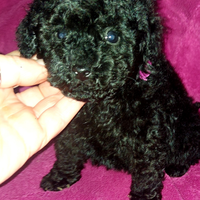 Cucciola di barboncino