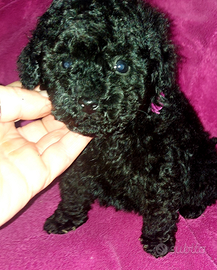 Cucciola di barboncino