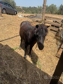 Pony femmina