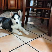 Cucciola husky