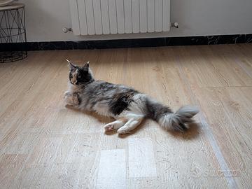 Maine coon femmina intera