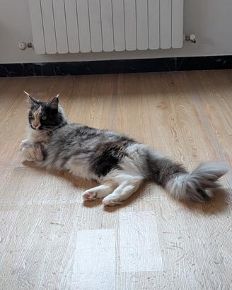 Maine coon femmina intera