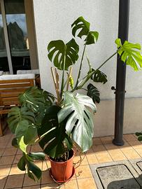 Pianta di monstera
