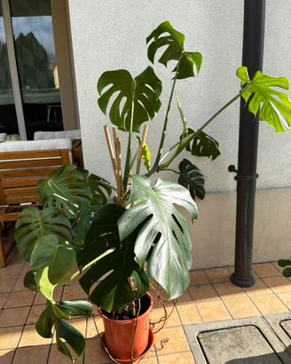 Pianta di monstera
