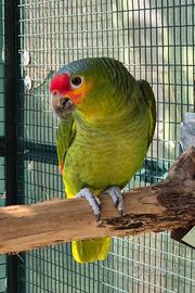 Pappagallo Amazzone Autumnalis