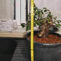 Bonsai mirto