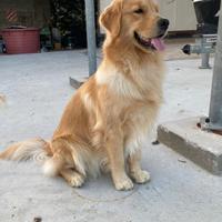 Golden retriever cuccioli 100% americani