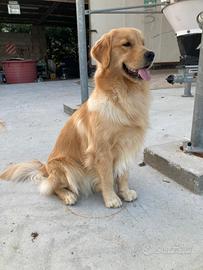 Golden retriever cuccioli 100% americani