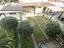 Immagine 9
