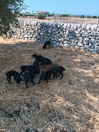 Segugio maremmano