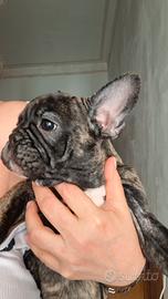 bulldog francese   