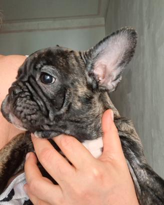 bulldog francese   