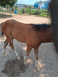Cavallo puledro