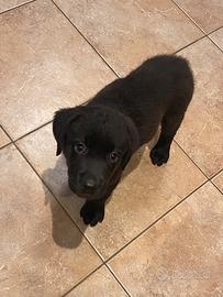 Labrador retriver