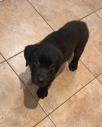 Labrador retriver