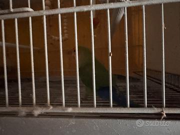 Inseparabile allevato a mano