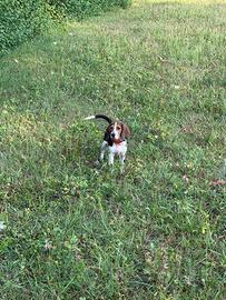 Cuccioli Beagle x Bassotto