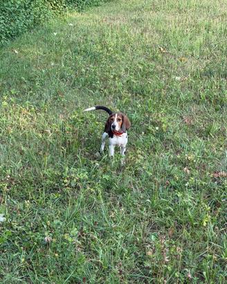 Cuccioli Beagle x Bassotto