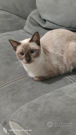 Gatto Siamese