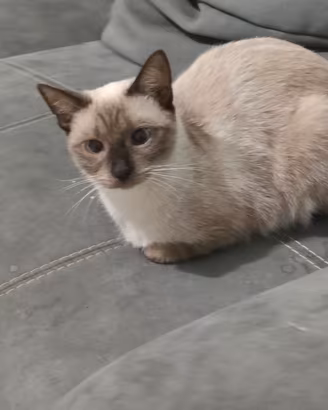 Gatto Siamese