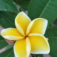 PLUMERIA PIANTA