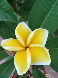 PLUMERIA PIANTA