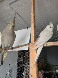 Coppia calopsite adulta riproduttiva