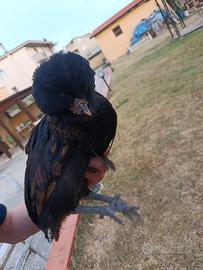 Pulcinotti gallina padovana