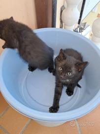 Gatto nero