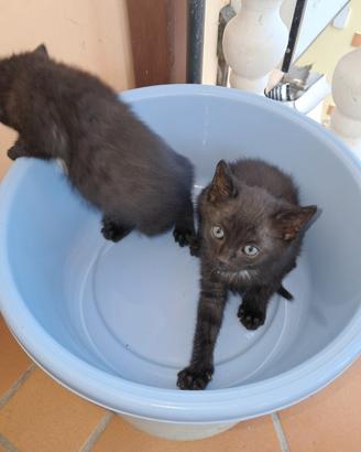 Gatto nero
