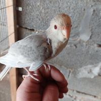 Kakariki varie mutazioni