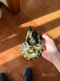 Eunectes murinus boa guttate