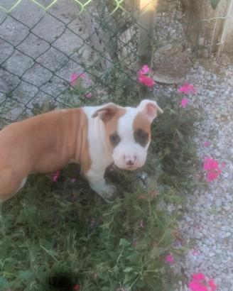 Cuccioli Amstaff