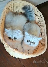 Gatti persiani ed exotic