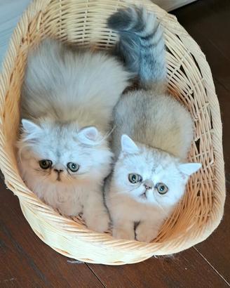Gatti persiani ed exotic