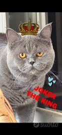 Accoppiamento british shorthair blue pedigree