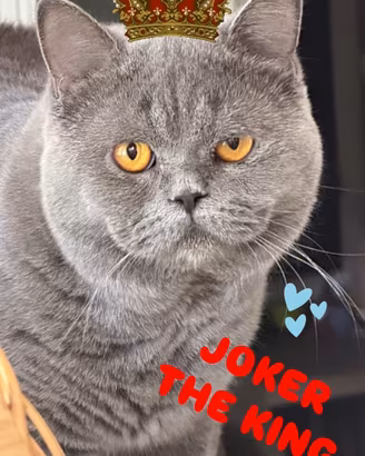Accoppiamento british shorthair blue pedigree