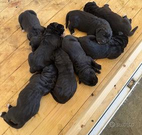 Cuccioli cane corso