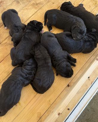 Cuccioli cane corso