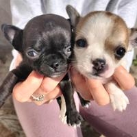 Chiwawa 2 mesi