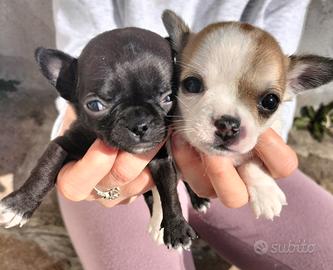 Chiwawa 2 mesi