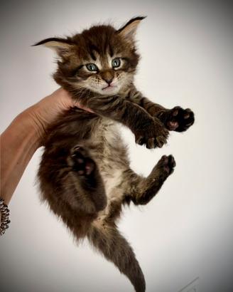 Cuccioli maine coon con pedigree Afef