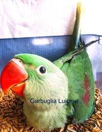 Pappagallo - Grande Alessandrino