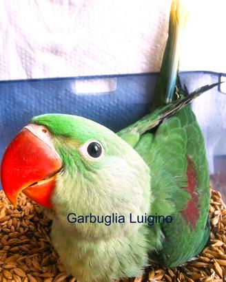 Pappagallo - Grande Alessandrino