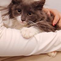 Gattini coppia